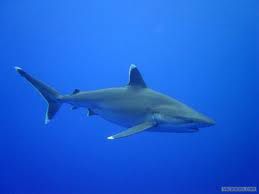 Info sur le requin pointe blanche