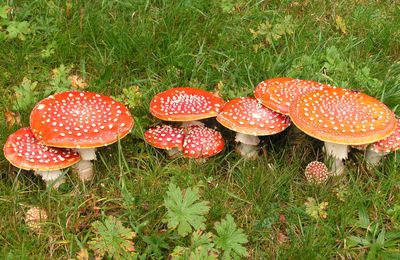 REGLE DE BONNE CONDUITE POUR RAMASSER LES CHAMPIGNONS