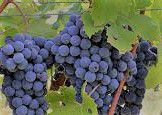 #Nebbiolo Producers Ohio Vineyards