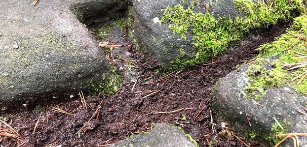 Mortaises et tenons du Mur Païen