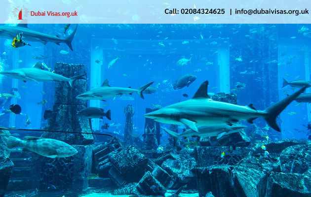 The Lost Chambers Aquarium – A Comprehensive Guide for Tourists