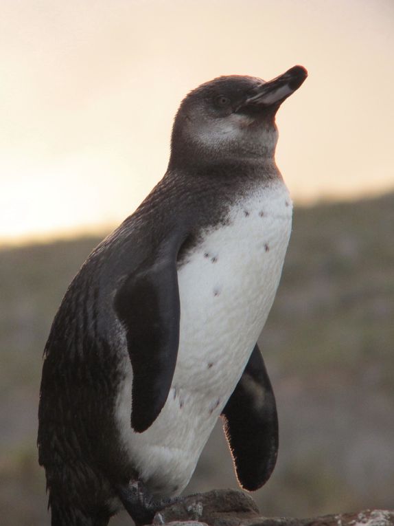 Une expérience unique au coeur de la faune et flore si bien préservées de l'archipel des Galapagos : si possible à faire une fois dans votre vie