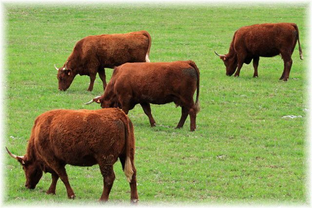 Troupeau de vaches Salers à Concasty (Boisset - 15)