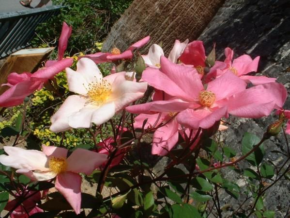 les plus belles fleurs sont encore plus belles de près, regardez bien les détails, vous serez étonnés.