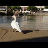 Le chant du cygne ou inondations à Montpellier