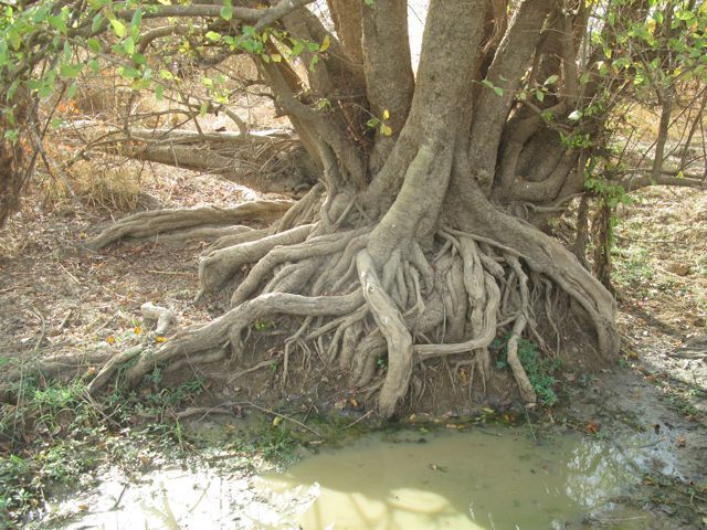 rendez-vous animalier au nord Bénin