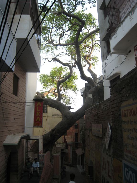 Album - Inde, Varanasi