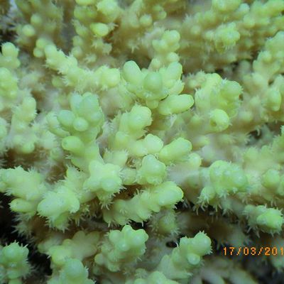 deux nouvelles souches d'acropora