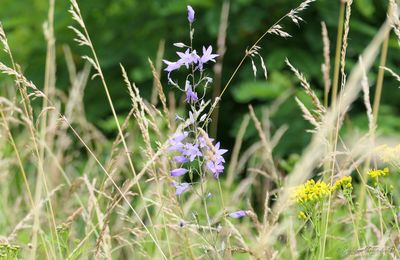 Campagne..