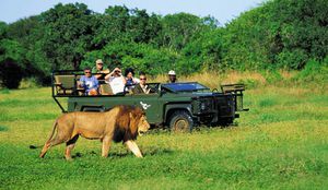 En safari et à proximité