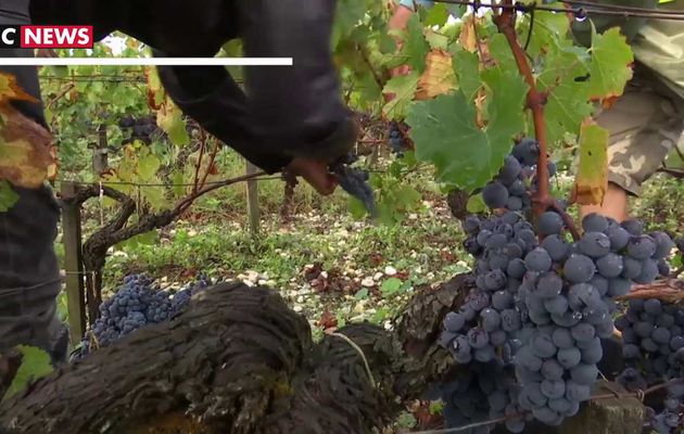 Les migrants profitent des emplois saisonniers dans les vignes