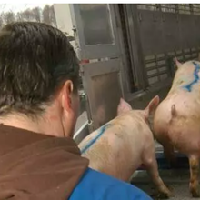 Pays-Bas et réduction des nitrates : un éleveur de porcs sur cinq veut prendre l'argent et partir