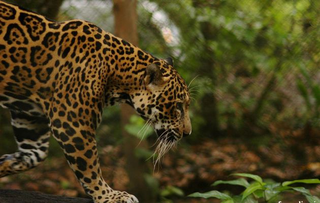 Animaux - Jaguar - Félin - Faune - Jungle - Photographie - Wallpaper - Free