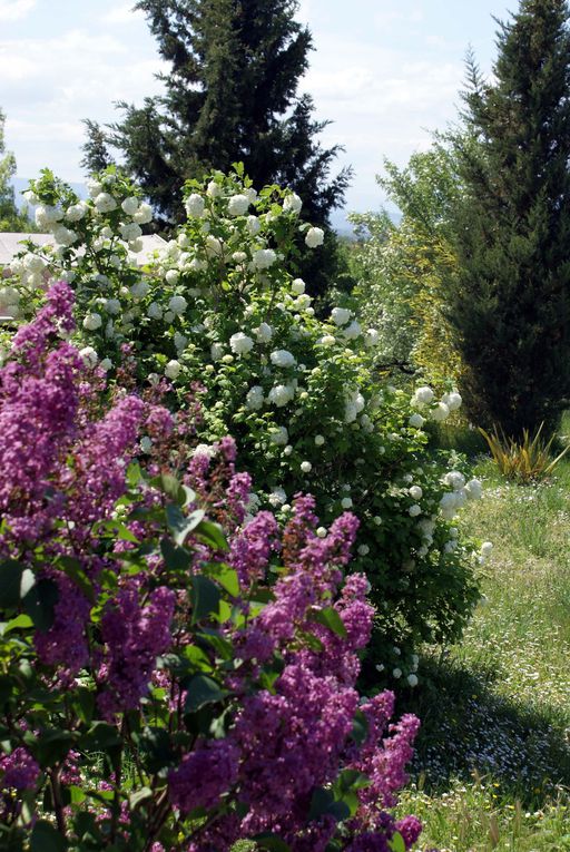 Photos diverses de fleurs et plantes de mon jardin, pour la plupart... en toutes saisons.