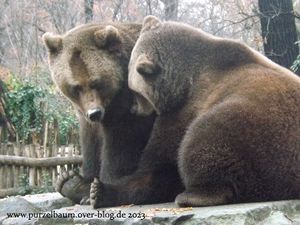 Braunbären, Hyazinth-Ara, Blauflügel-Jägerliest, Humboldt-Pinguine, Himalaya-Tahr, Panzernashorn