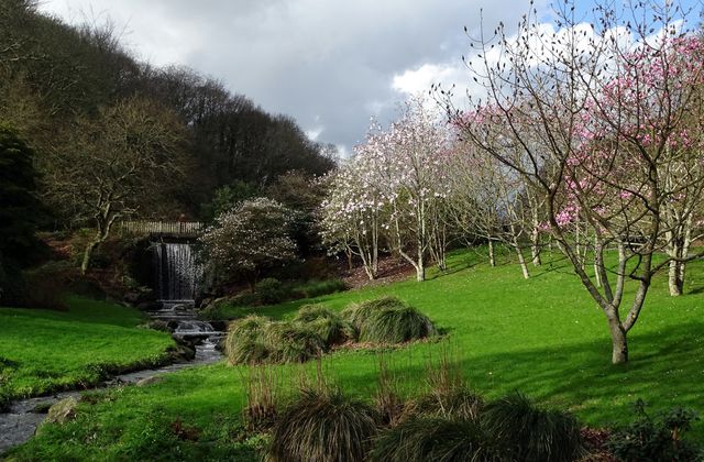 Des Magnolias dans la tempête