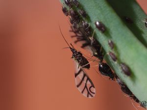 20200425 - Neotoxoptera formosana - Puceron des aliums - Toulouse (31)