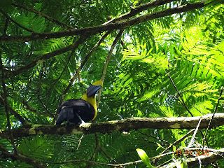 3 semaines au Costa Rica