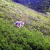 La bête des Vosges aperçue dans la Meuse