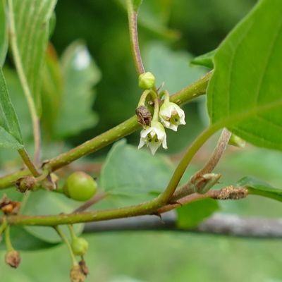 Frangula dodonei, ex. Frangula alnus, syn. Rhamnus frangula - Paakspuu - Nerprun bourdaine - Glossy buckthorn