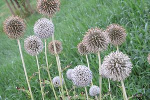 Kugeldistel im Schiefstand