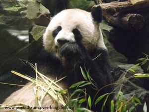 Löwin, Panda Jiao Qing, Zwergflusspferd, Alpenmurmeltier