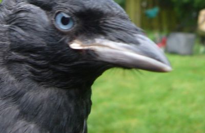 notre ami Joe, le choucas des tours . Joe, our friend, jackdaw.