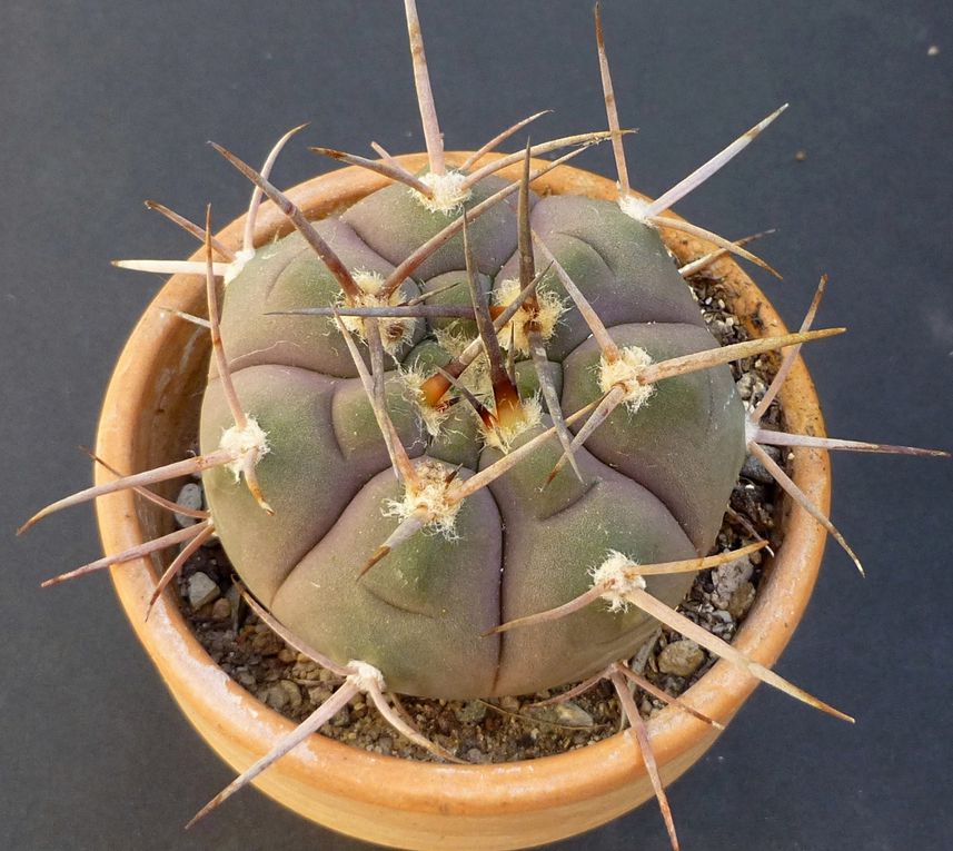 Plantes au port habituellement bas et à la spination très variable. Les fleurs se caractérisent par leur calice nu et écailleux. Le genre a une vaste aire de répartition dans les 2 tiers sud de l'Amérique du sud. Album des espèces de A à M.