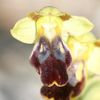 ophrys du 30 / Ophrys do dia 30/ Daily ophrys