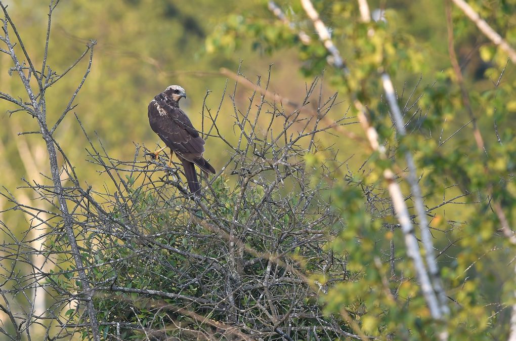 Busards des roseaux (circus aeruginosus).