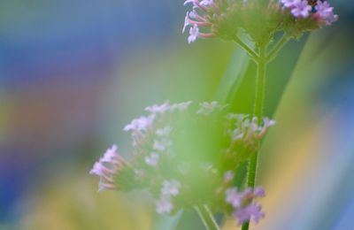 DU 17 AU 23 SEPTEMBRE/ EXPOSITION DE PHOTOGRAPHIES fLEURS ET DÉCALAGES