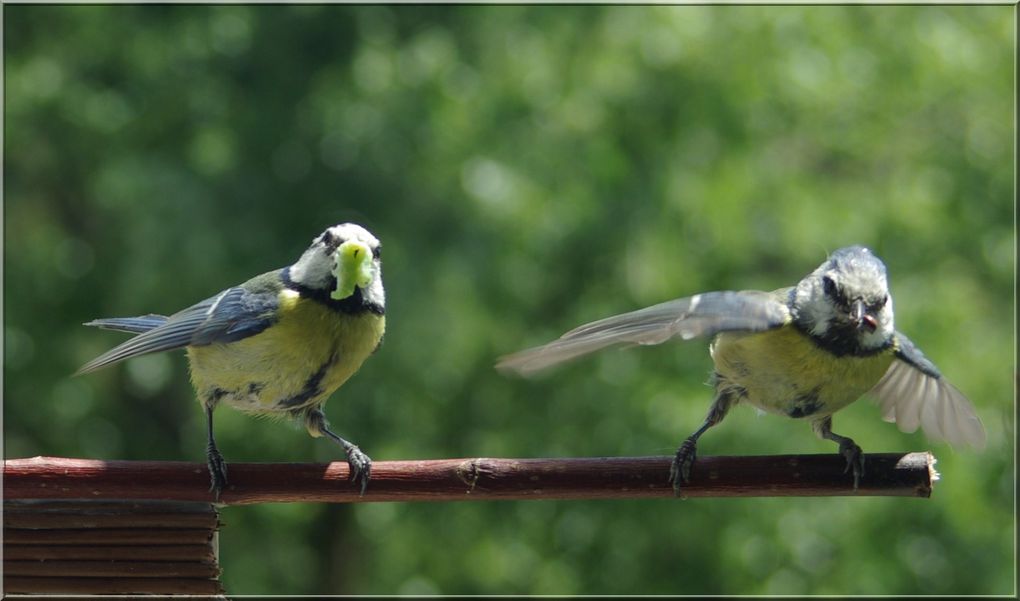 Un long mois de travail intense pour un couple de petites mésanges bleues qui doivent sans interruption alimenter leurs petits du lever du jour à la tombée de la nuit. Il va naître six poussins de ce dur labeur. Les images sont inhabituelles, ell