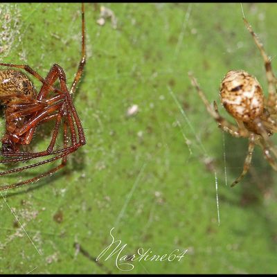 Araignées : Parasteatoda