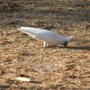 Little Corella, Darwin, Australia