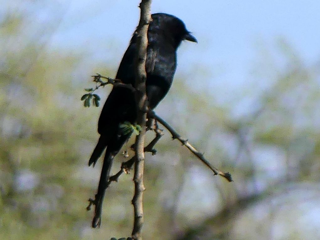 Retour en Namibie