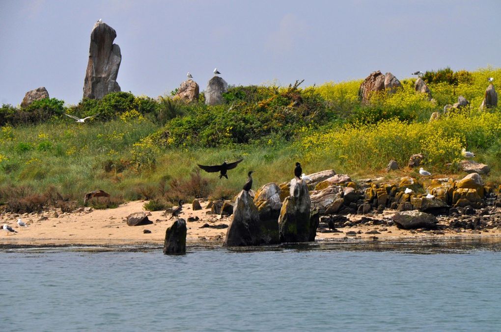 Album - Golfe-du-Morbihan