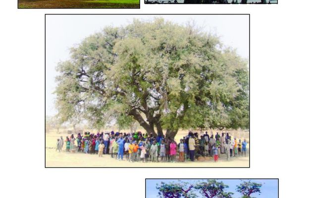 Afrique, photos de baobabs