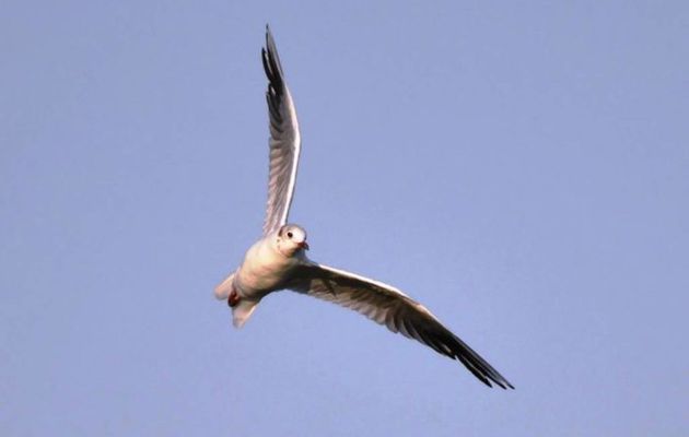 Six-Fours/La Seyne/Environnement : La Ligue de Protection des Oiseaux recense les Migrateurs