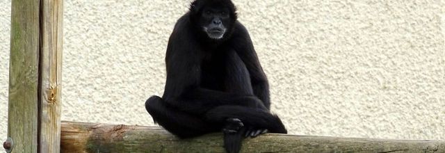 Singe « Atèle de Colombie » ou "singe-araignée"