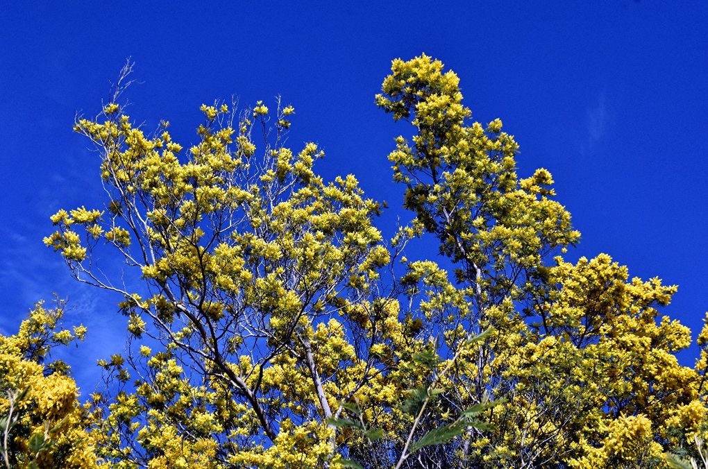 SUR LA ROUTE DU MIMOSA: GRASSE-MANDELIEU