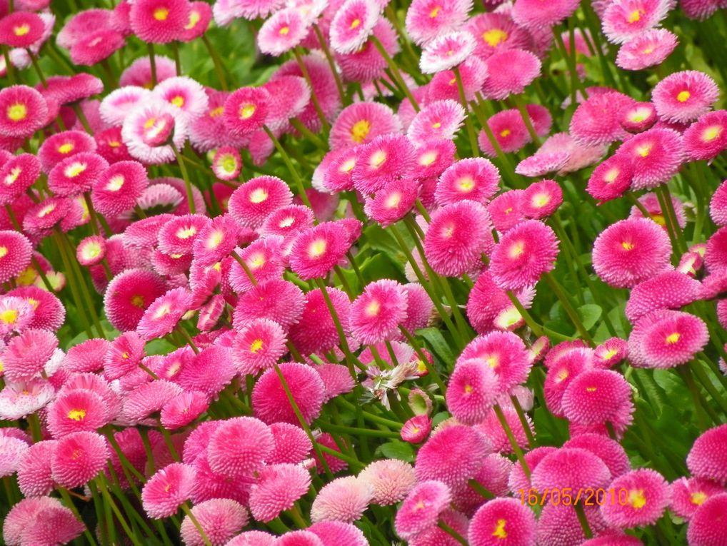 Magnifique jardin que ce parc floral de la colline aux oiseaux, allez-y vous ne serez pas déçus.