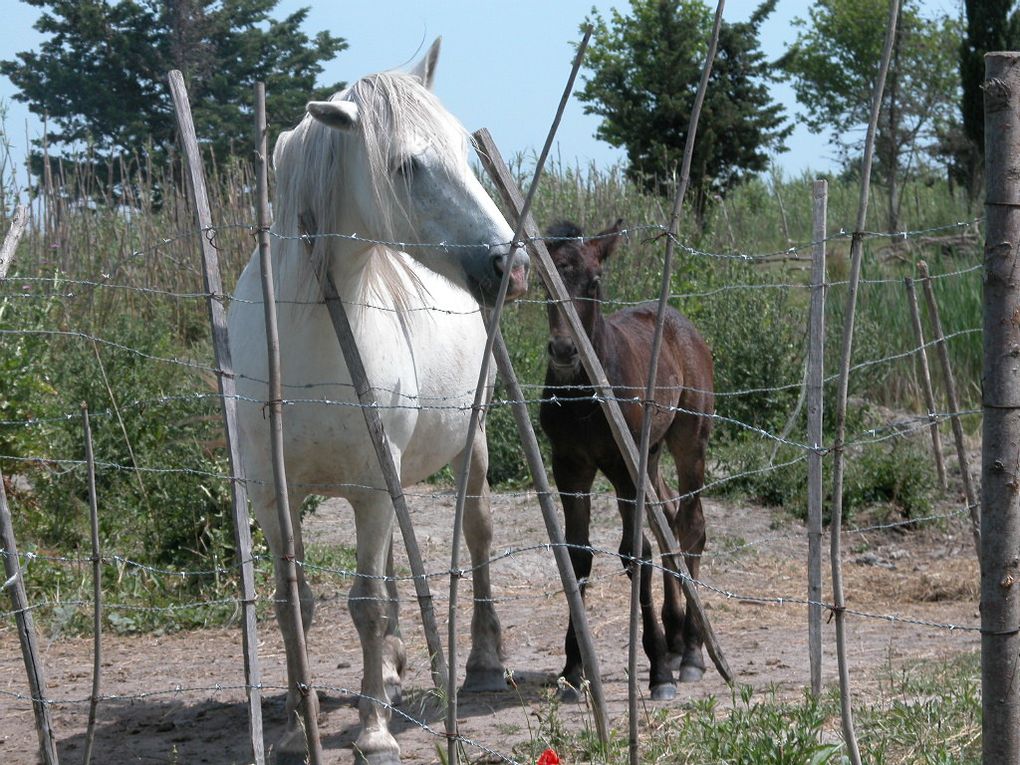 Album - Chevaux