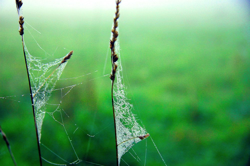 Album - Tout en vert