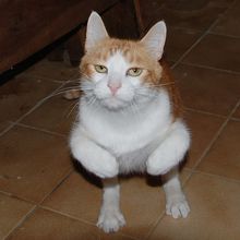 un cours de gymnastique pour chat