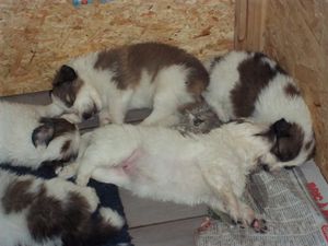 le petit groupe qui joue, mange et fait son lot de bêtises