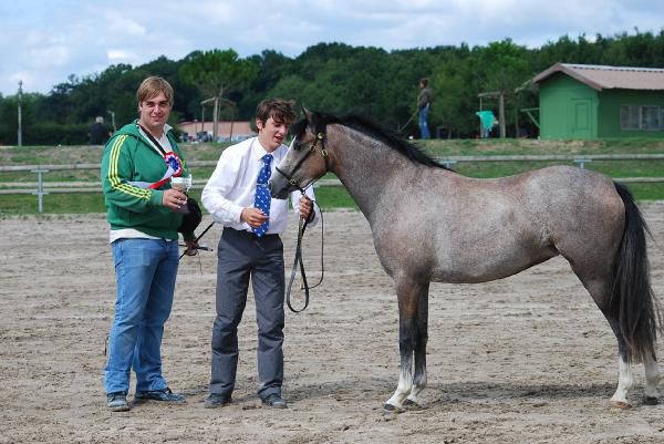 photos du concours régional Welsh au Sologn'Pony (Lamotte Beuvron) le 23 aout 2008