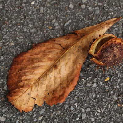 Tombent les Feuilles..