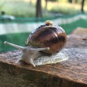[Témoignage] Isabelle et son élevage d'escargots : Tout est parti d'une plaisanterie