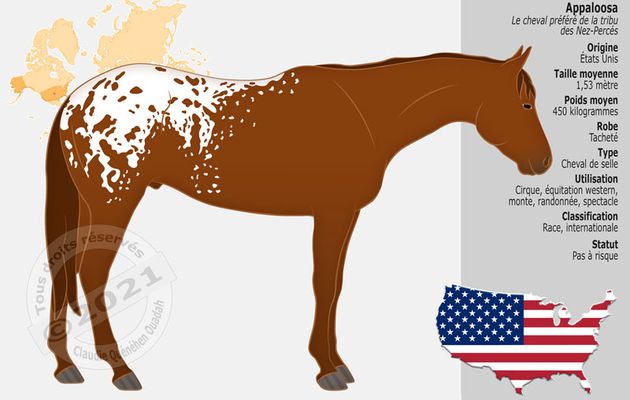 L'Appaloosa, le cheval que préférait la tribu des Nez Percés