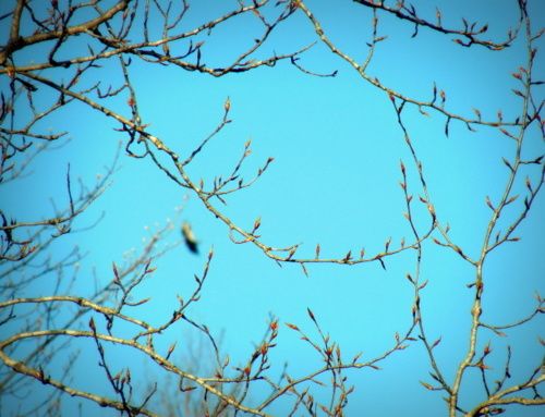 Ménage de printemps